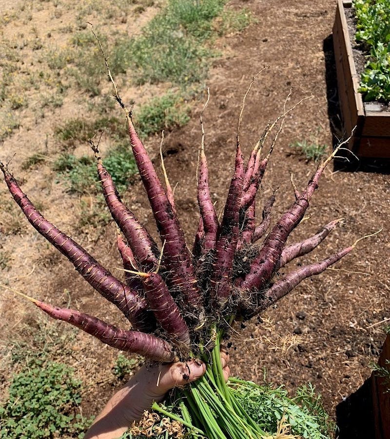 RRC purple carrots